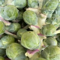 Green brussel sprouts on stalk