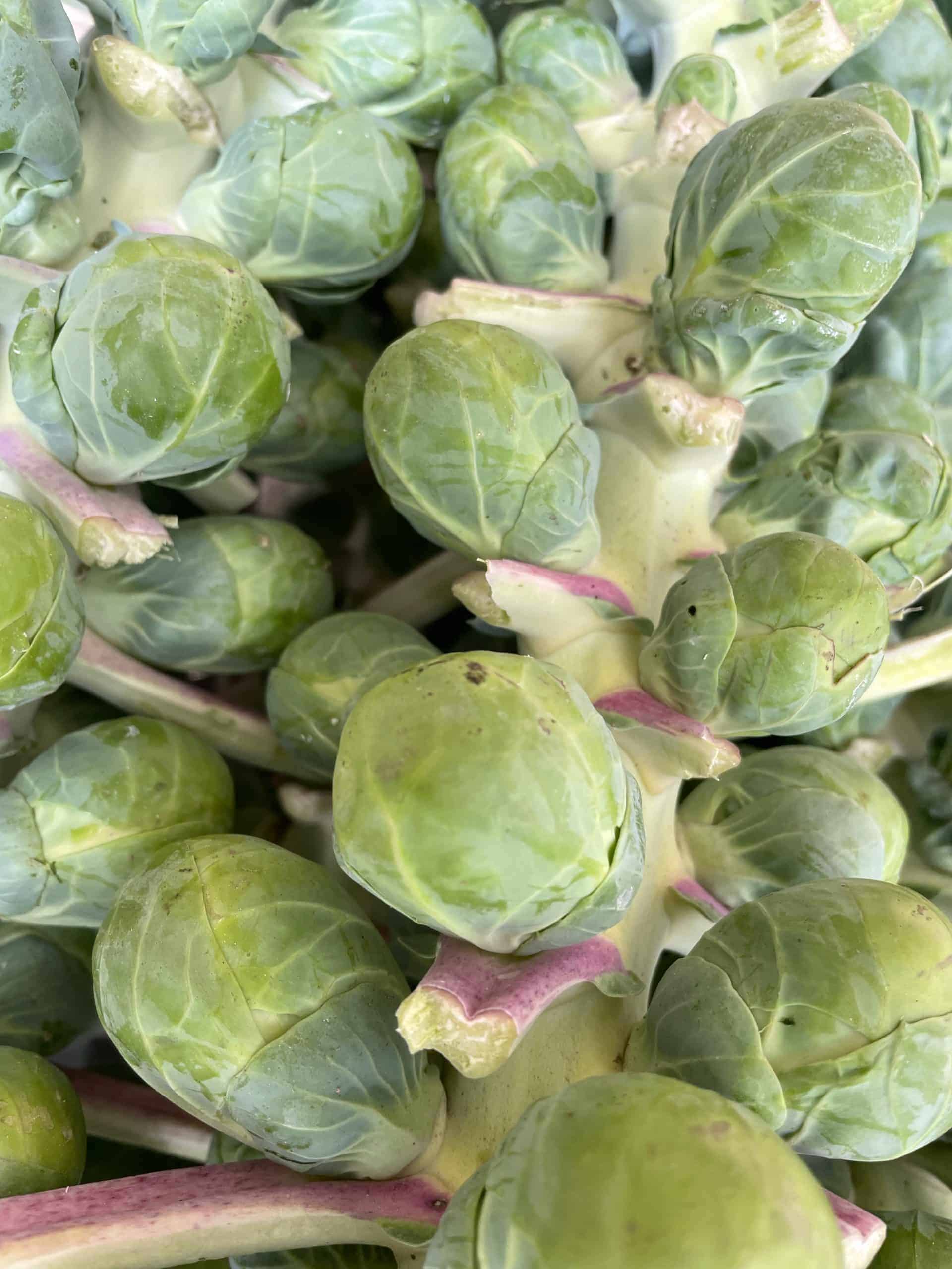 Entire brussel sprout stalk, sold by stalk (jade cross) keep refrigerated, Green Brussel Sprouts on Stalk