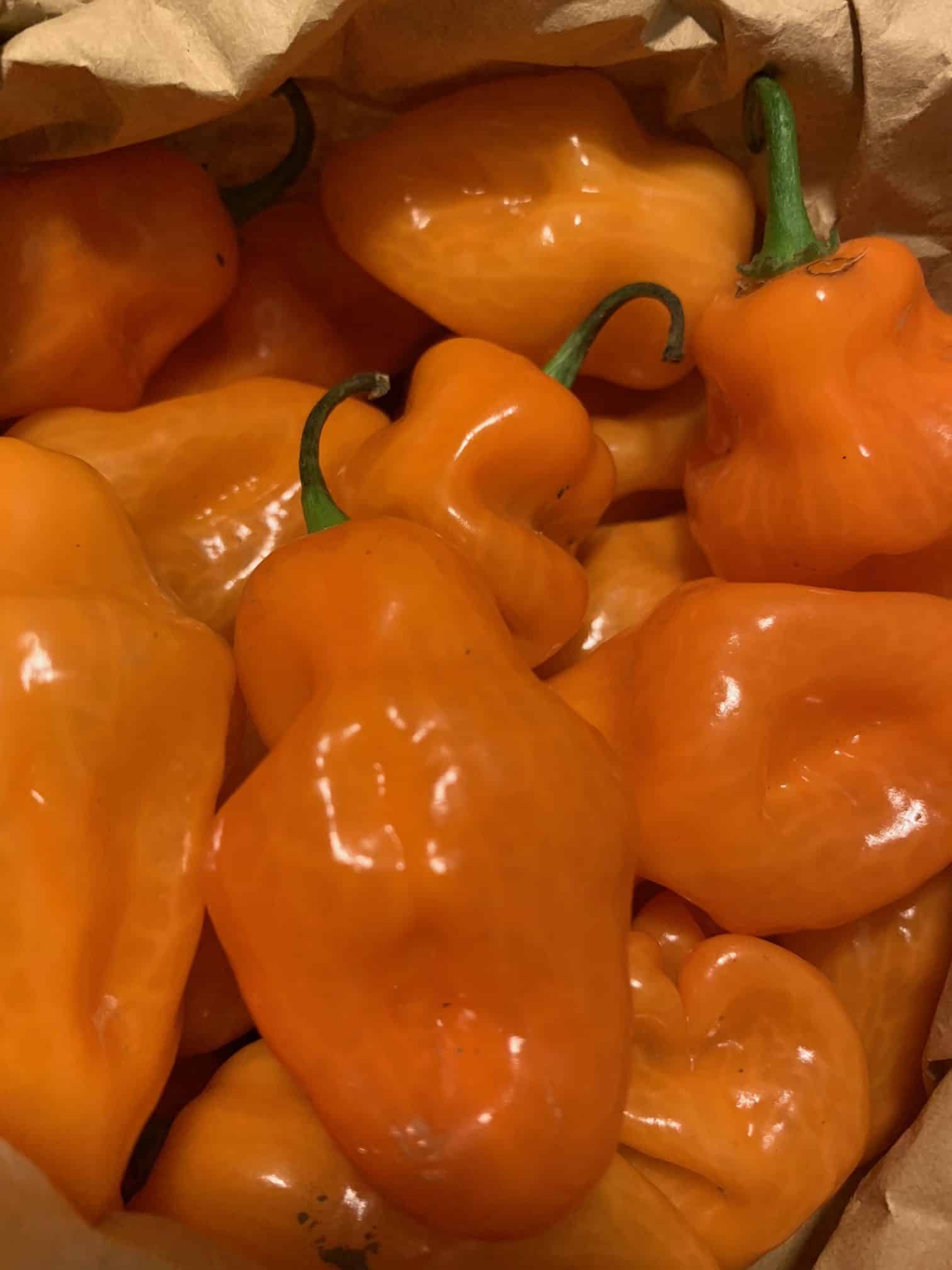 2 Habanero peppers. Our hottest. Habanero (2)