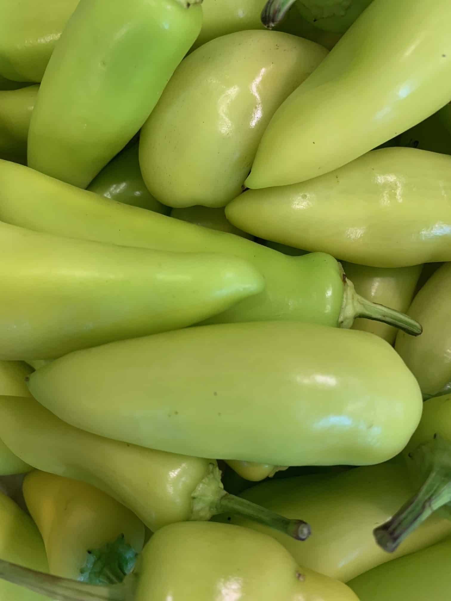 2 hungarian hot wax. our mildest hot peppr. Hungarian Hot Wax (2)