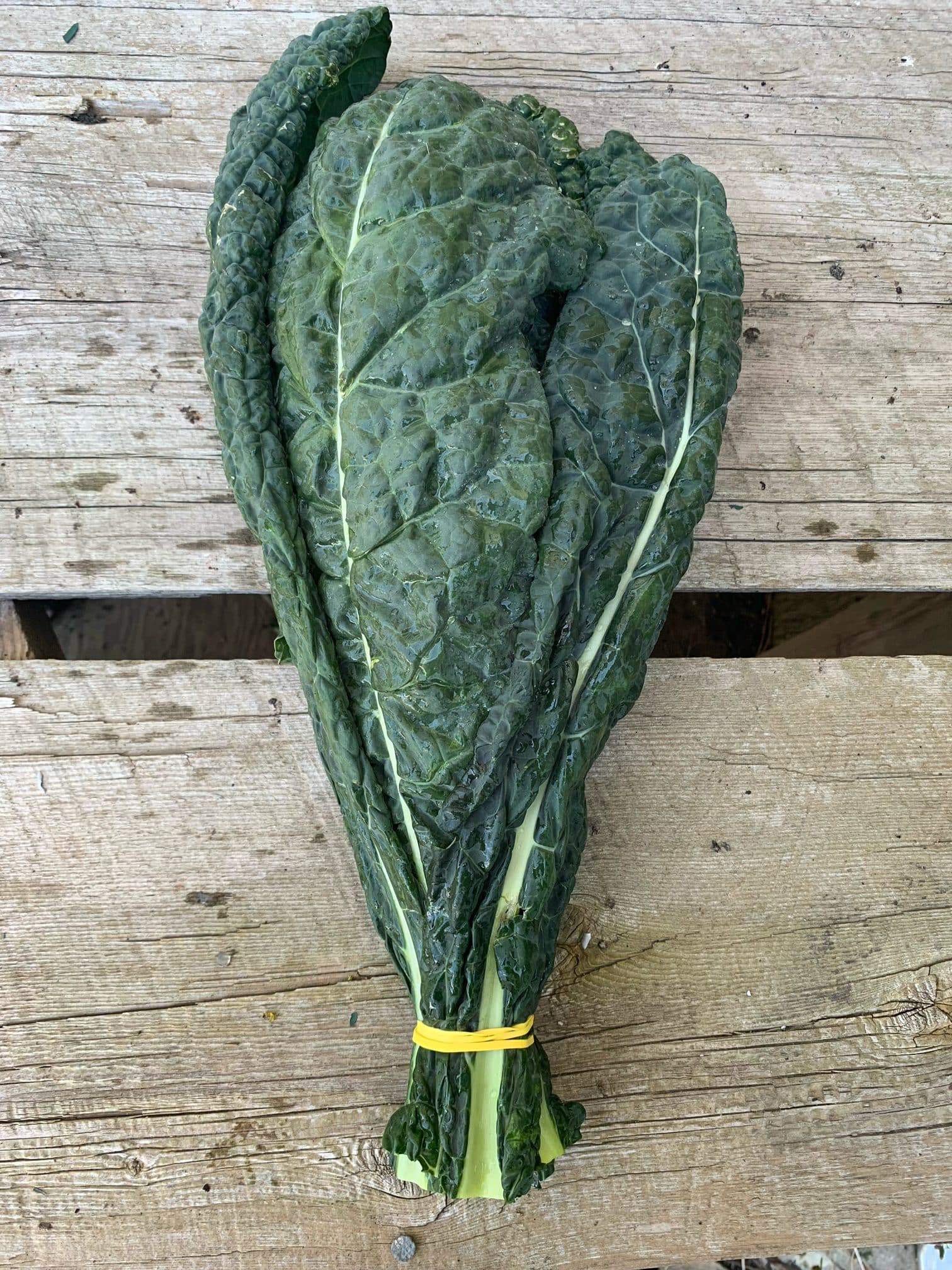 Aka Dino, tuscan, black kale. nice big bunch. First of the fall crop always most tender Lacinato Kale