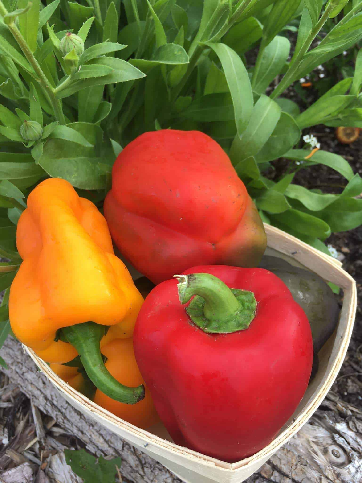 Mix of sweet peppers