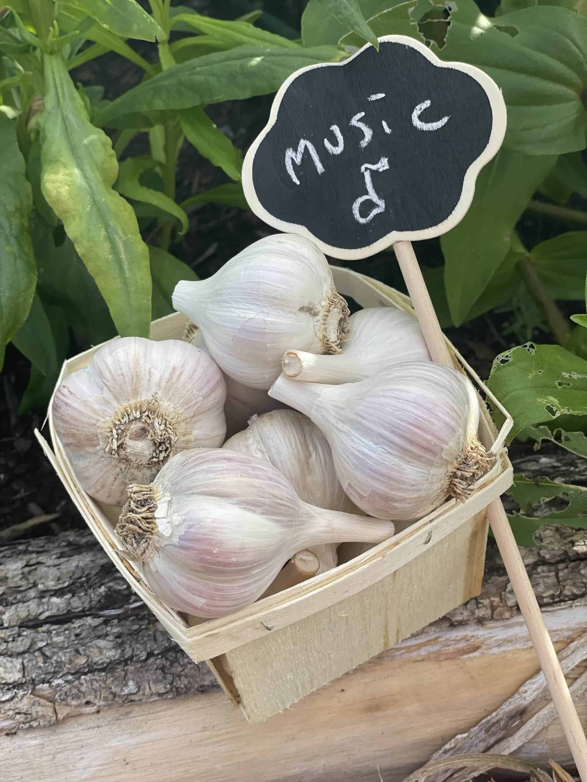 Music garlic - 1lb