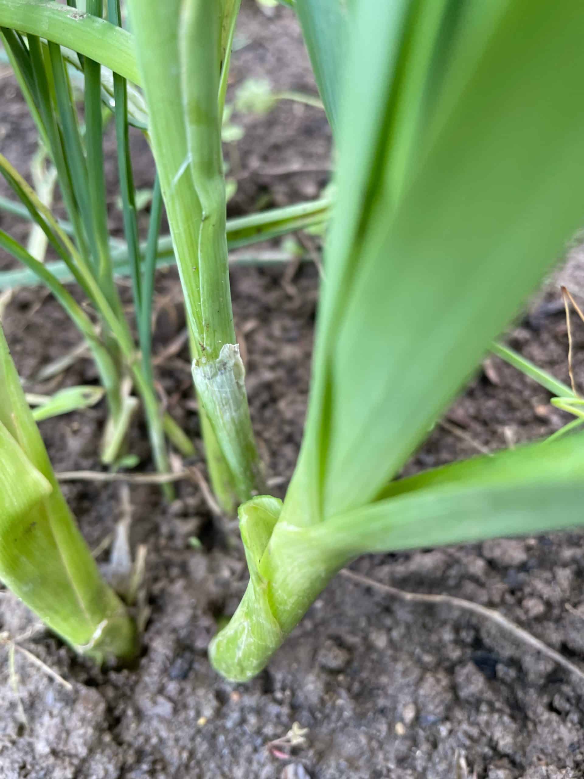 Young tender baby leeks, sold by bunch Organic baby leeks