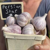 Keep the Vampires away this Halloween. Persian Star Garlic - 1lb