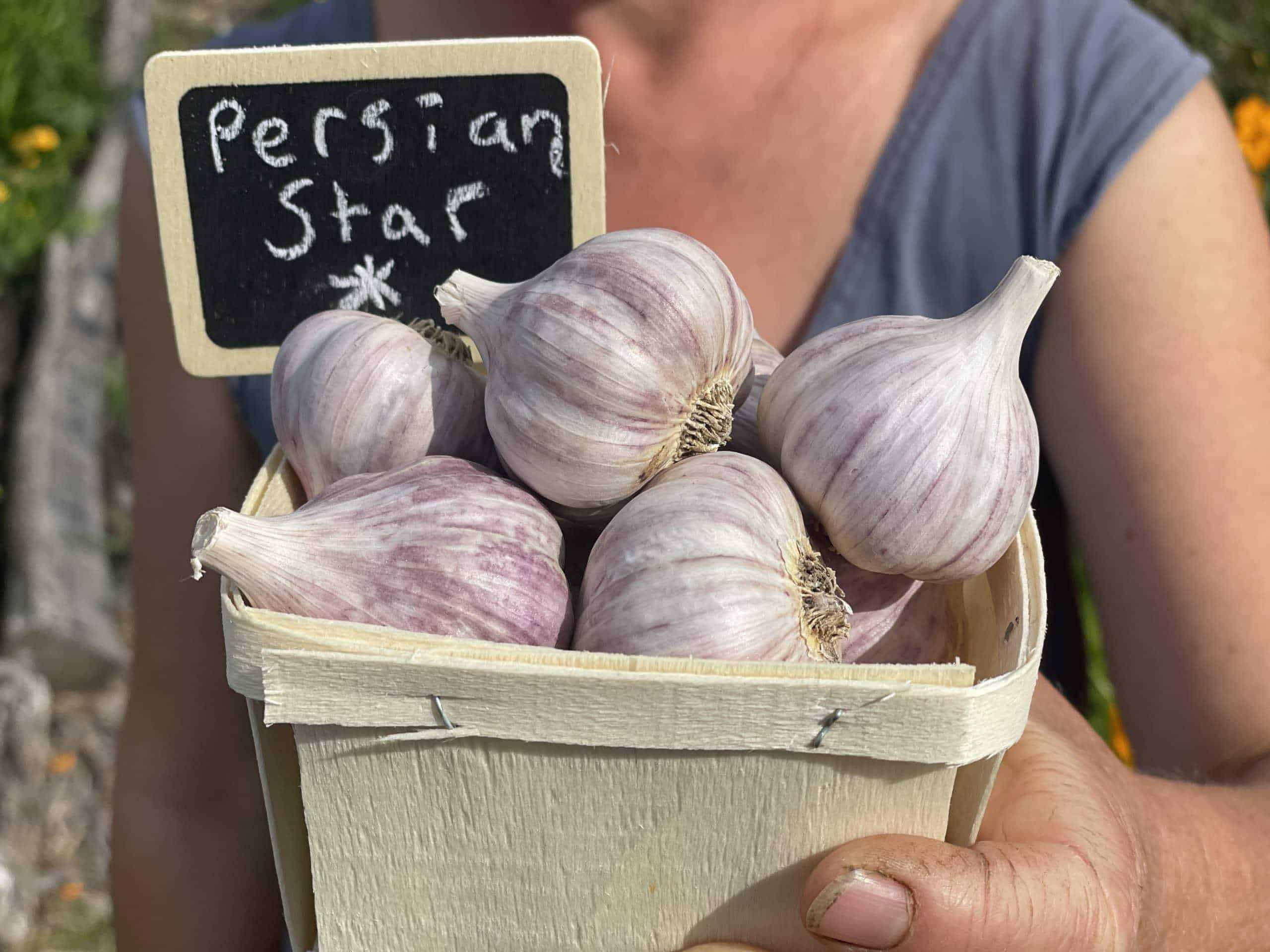 This is a nice mild garlic, great for use raw. A pretty purple stripe variety. Persian Star Garlic - 1lb