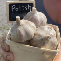 Polish Garlic - 1lb