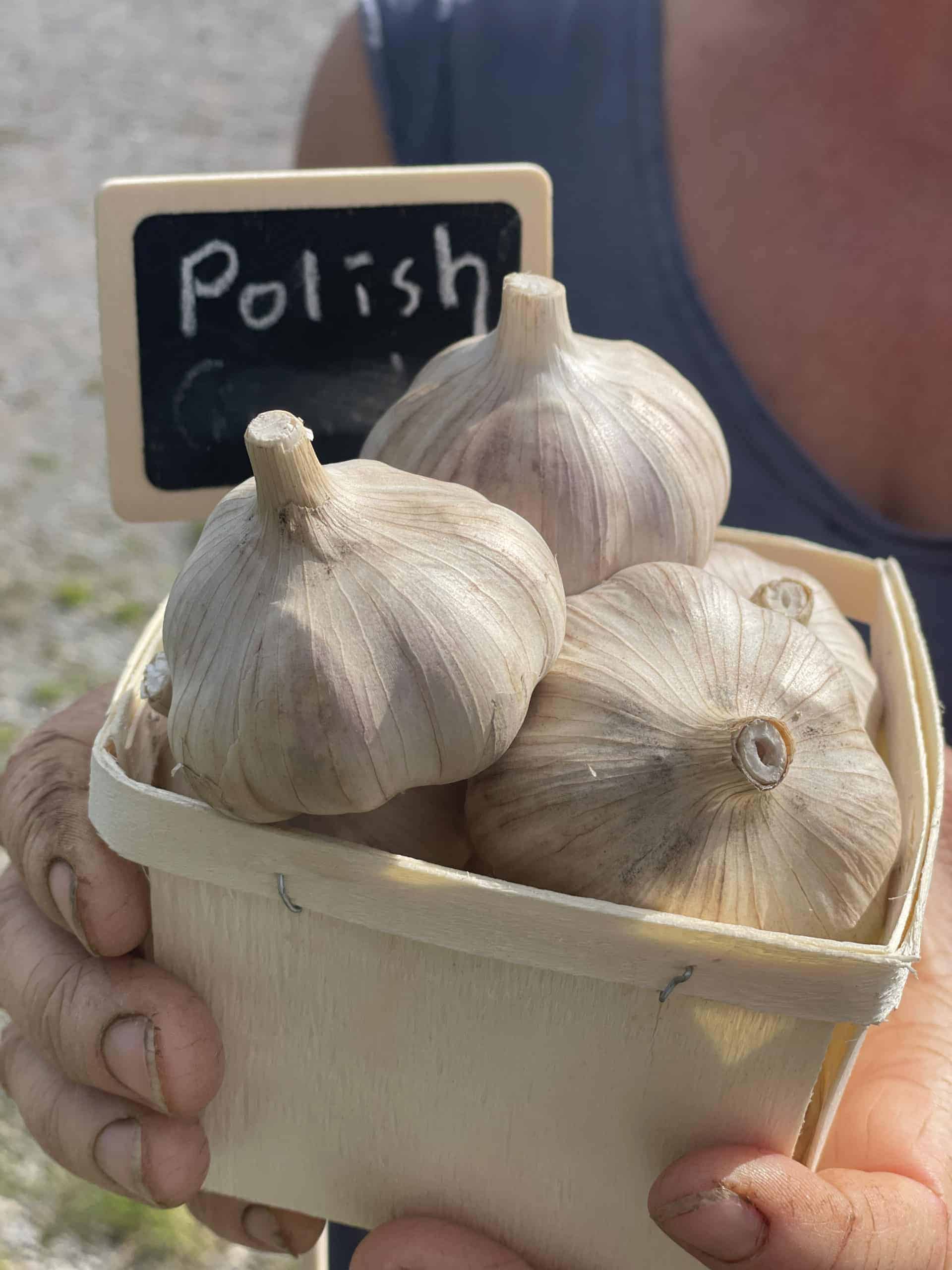 Polish garlic - 1lb