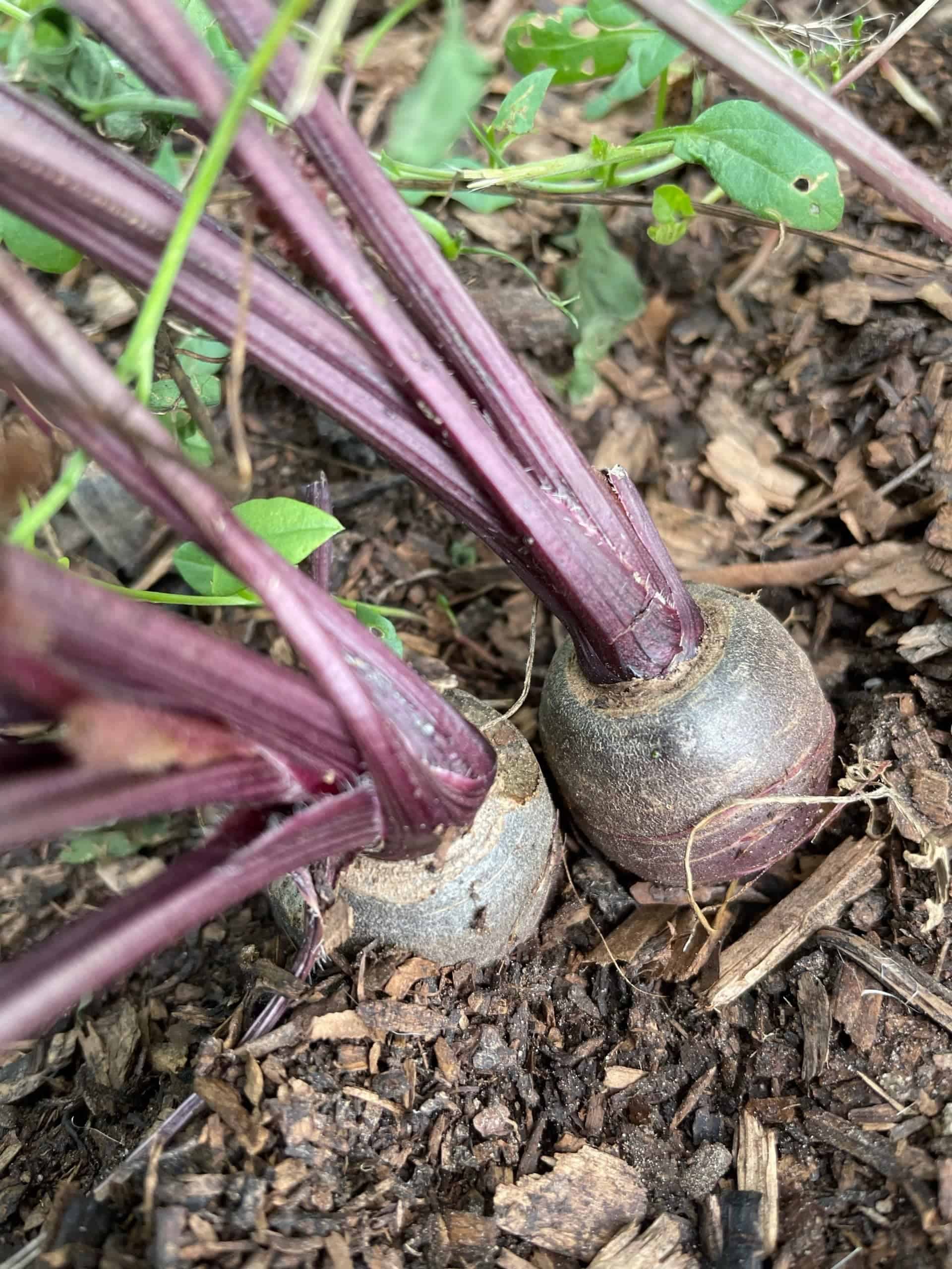 Purple sun variety, sweet & flavourfull, will turn cooking liquid purple, sold by pint Purple carrot
