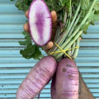 Purple Daikon Radish