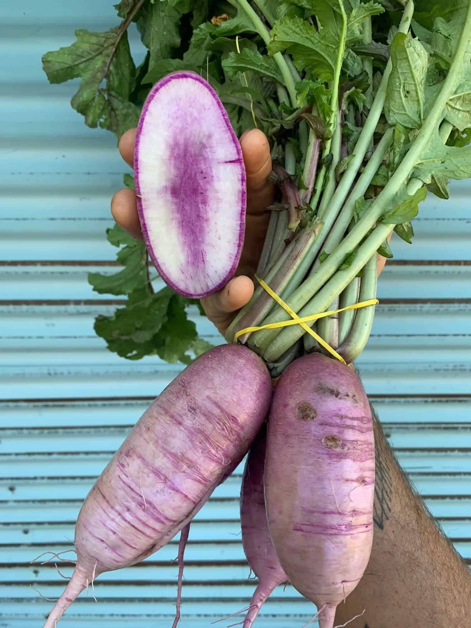 2lb+. cylindrical, mild sweet flavour and striking white and purple flesh. Purple Daikon Radish