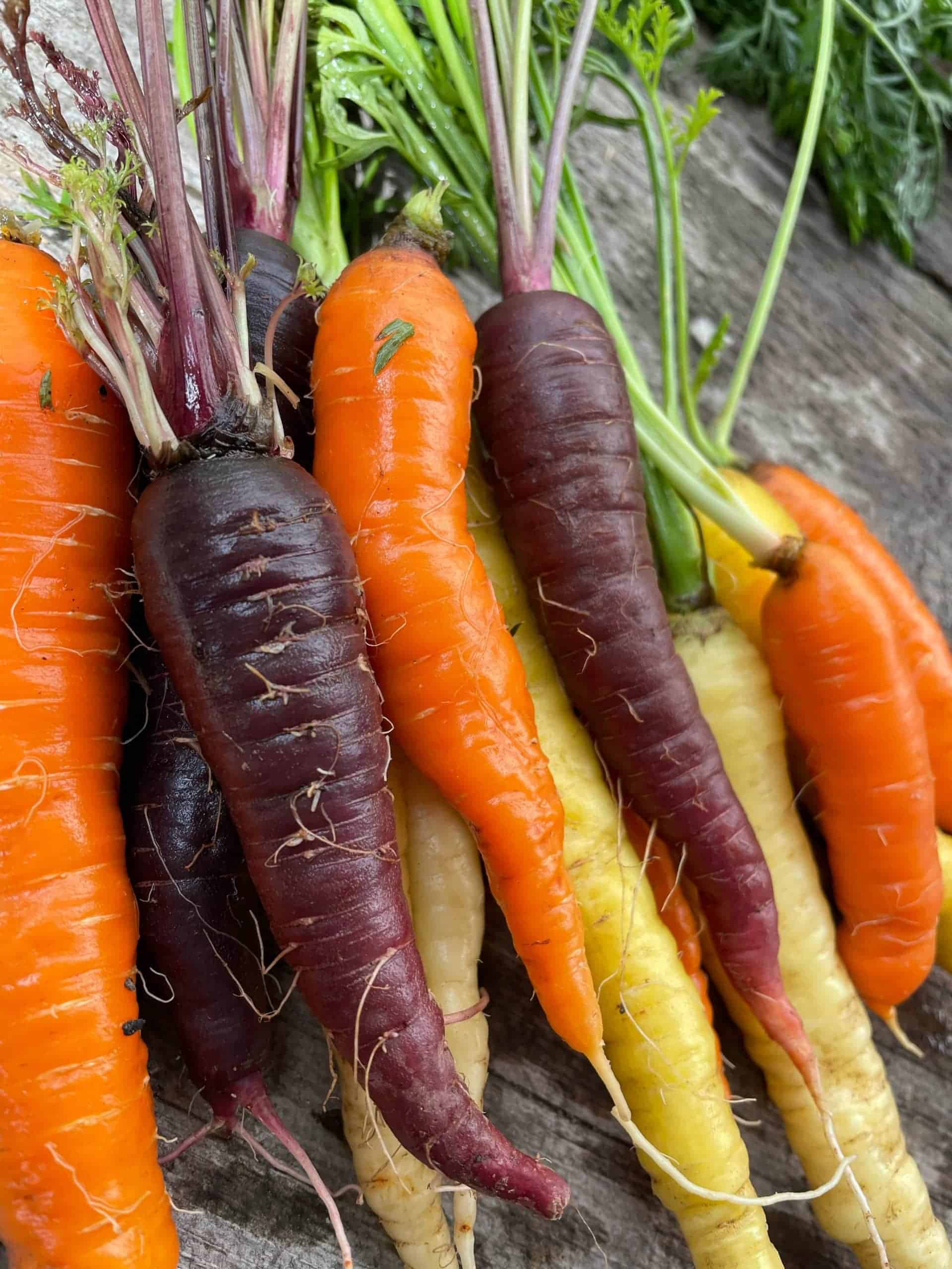 mixed coloured carrots, everyone has a different taste, sold by bunch Rainbow heirloom carrots