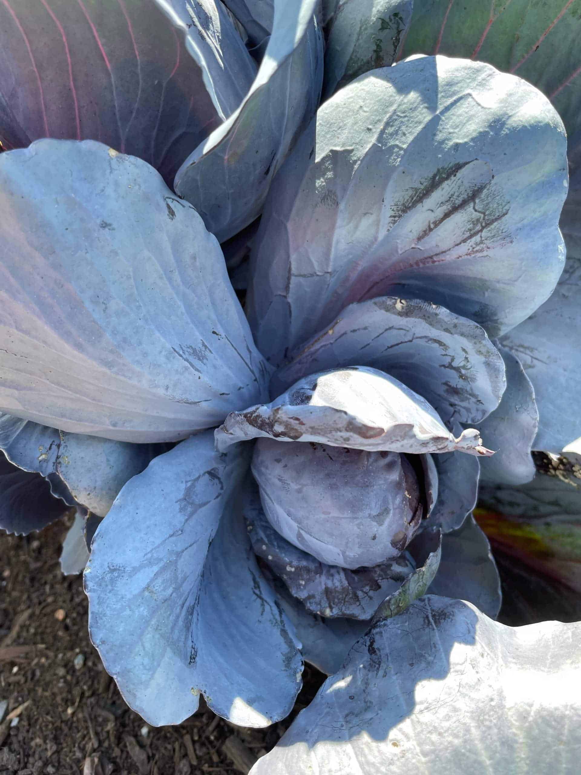 A small cabbage w big flavour, perfect for slaw/salad/fermenting sold by pint Red cabbage sprouts