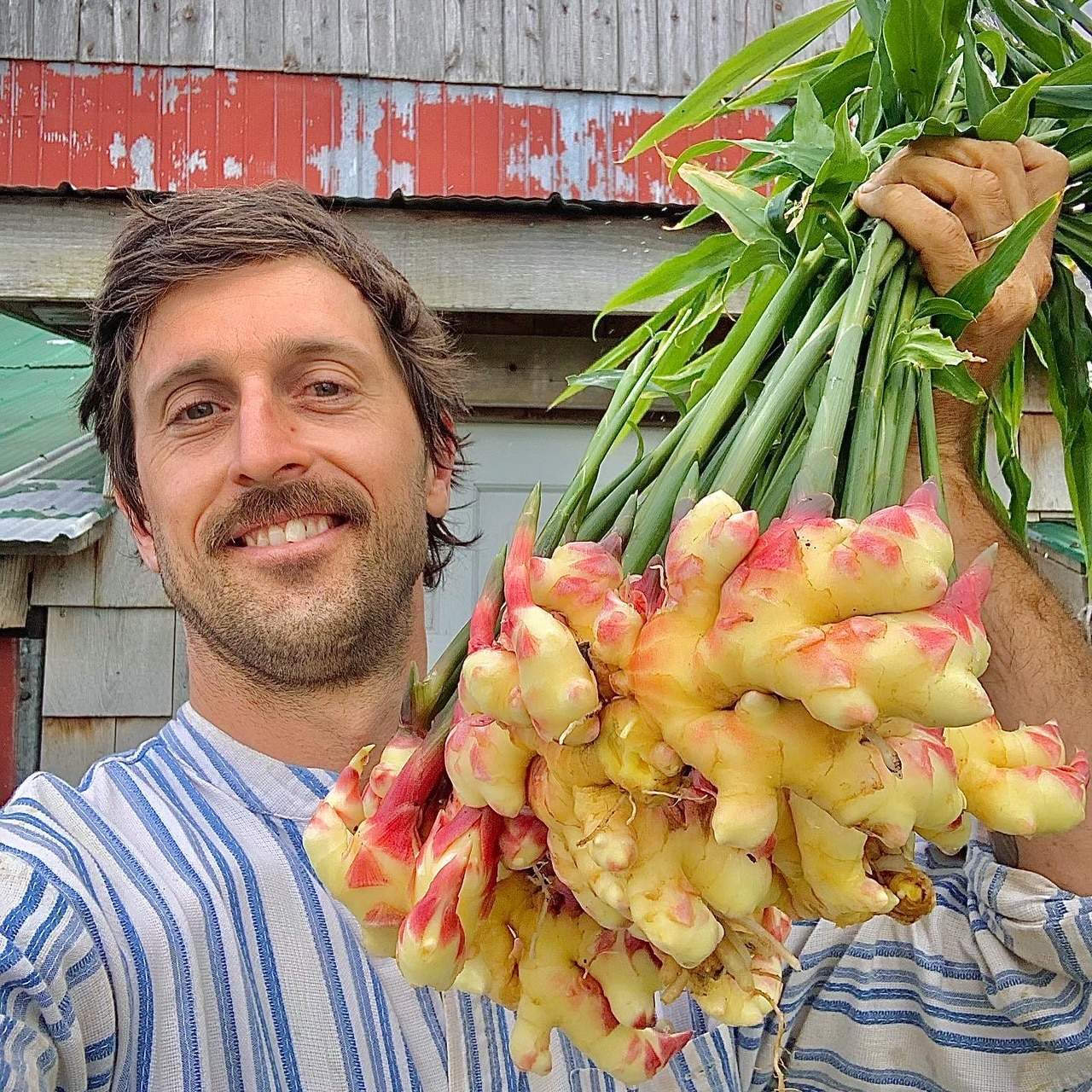 1 LB+ Young Ginger. Young ginger is milder, tender and juicey, and more perishable compared to the globally comodified fully mature ginger we all know. Keep refridgerated and use within a week or two. Can be frozen for future use. Young Ginger, 1 lbs