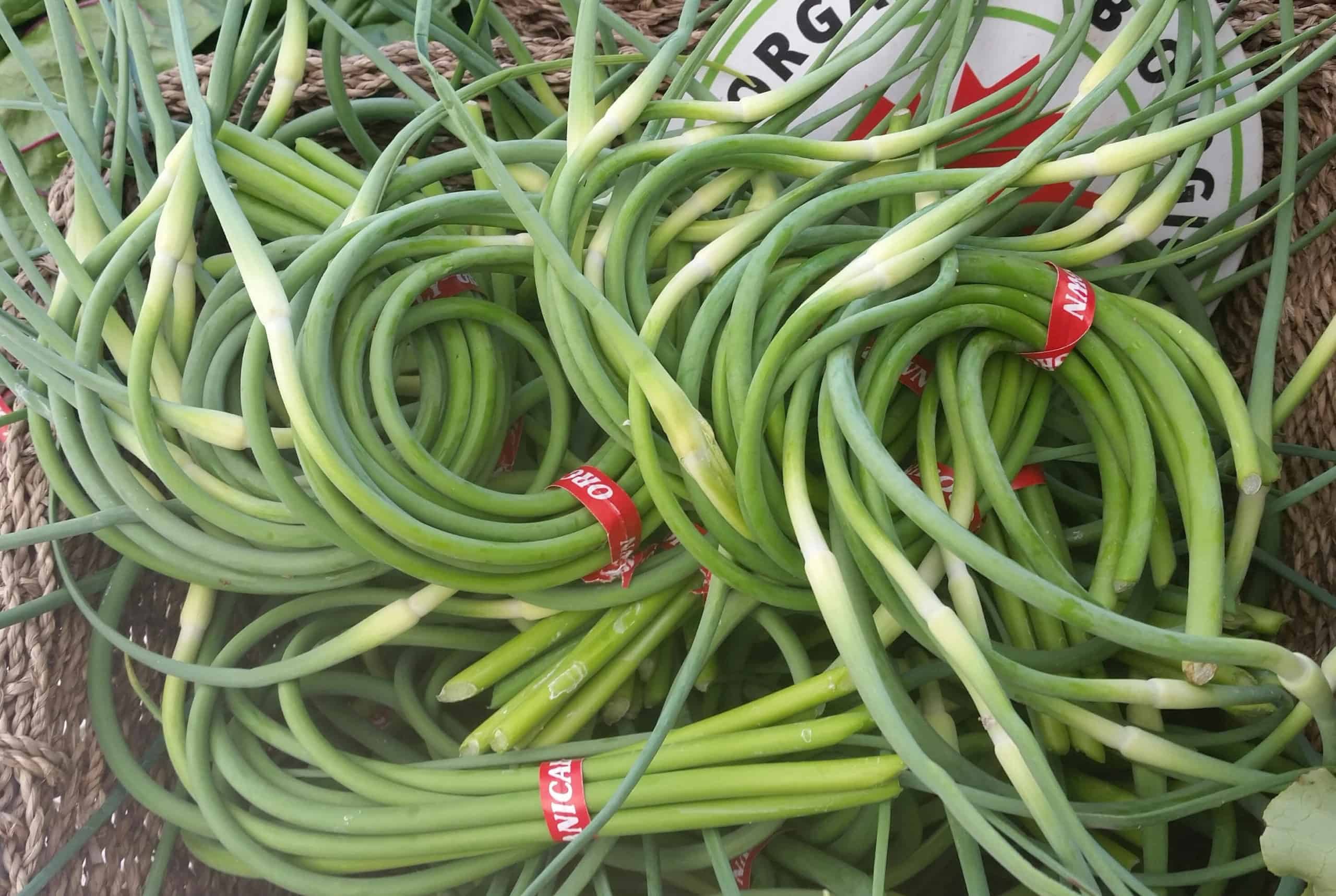 Garlic scapes bundles together and in a pile