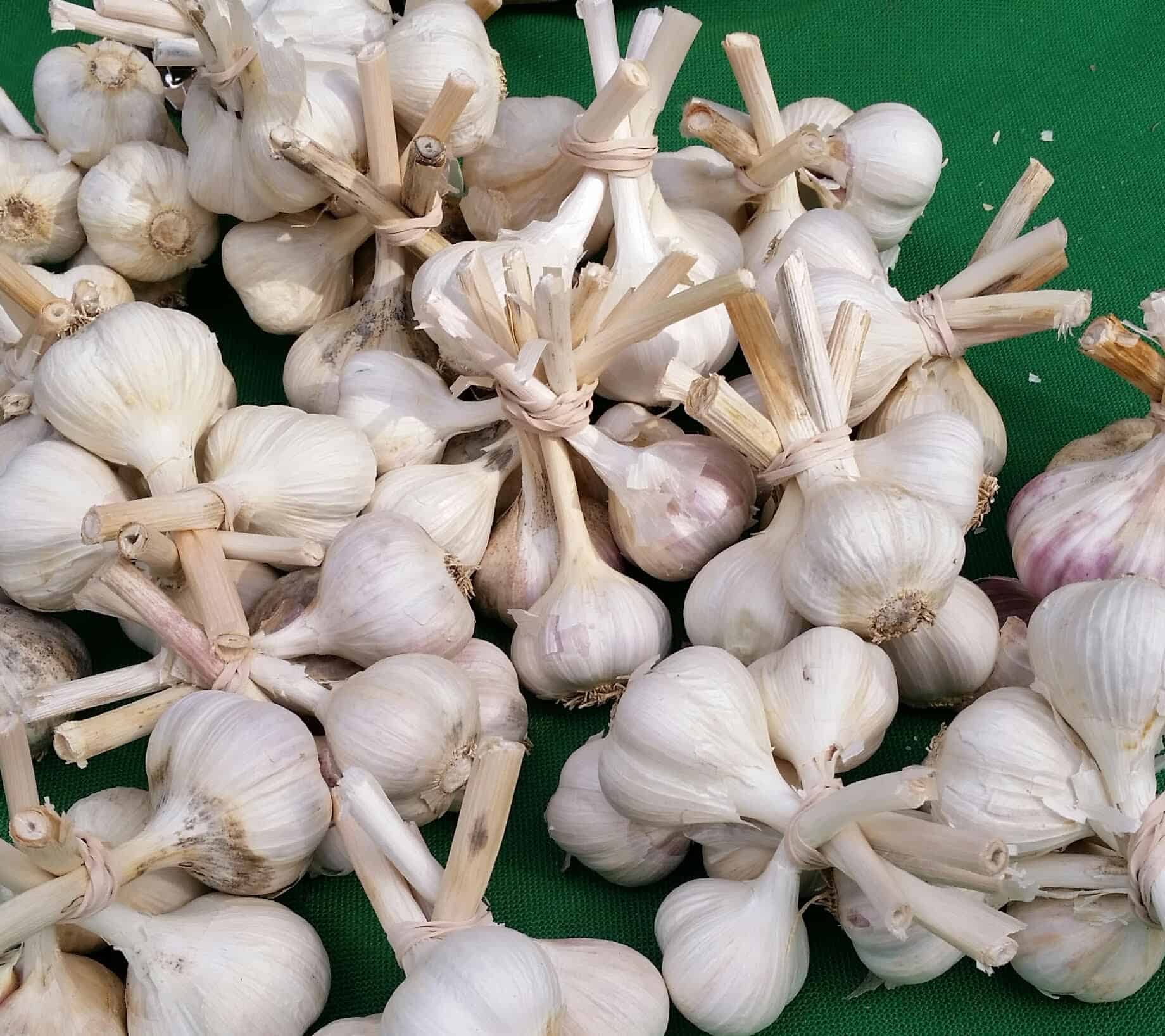 Several wrapped together bulbs of garlic