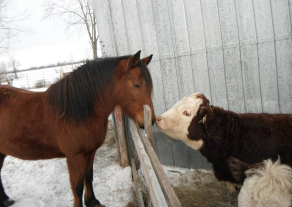 A horse and a cow booping noses in a wintery farm