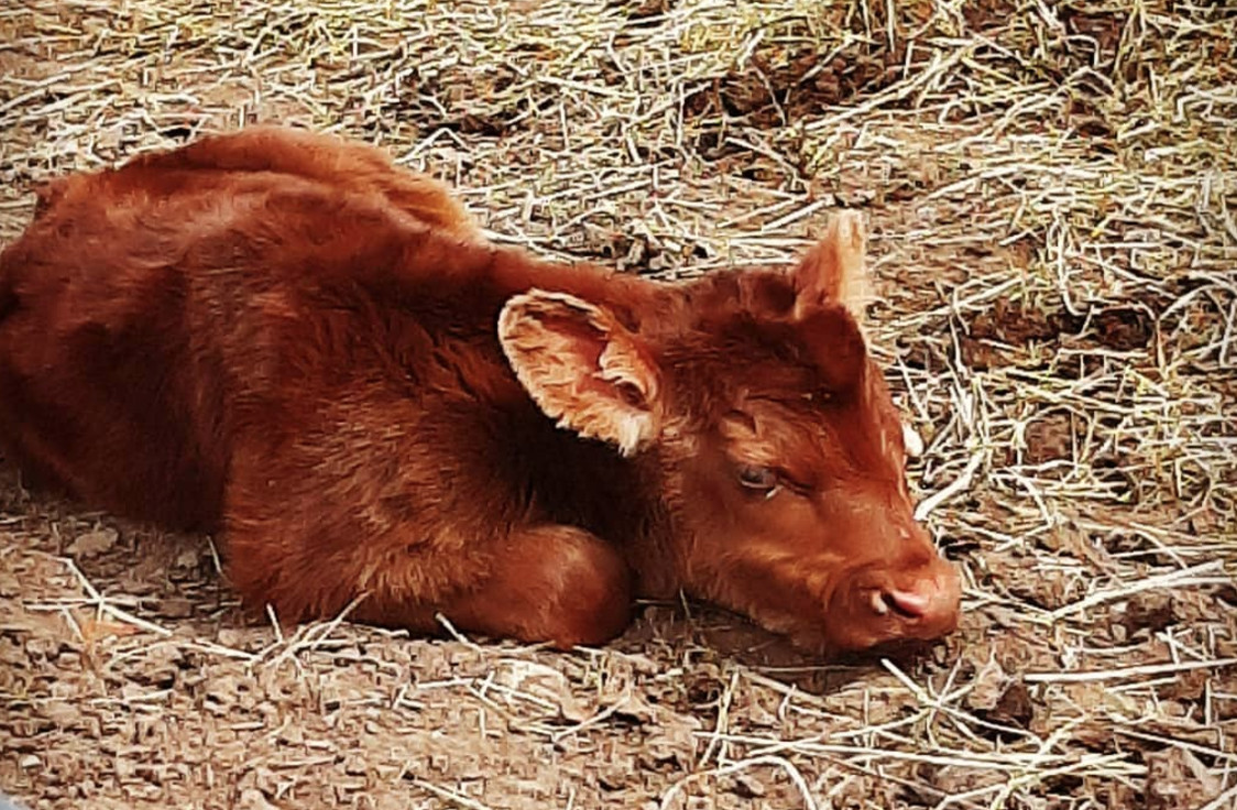 Newborn brown calf in hay