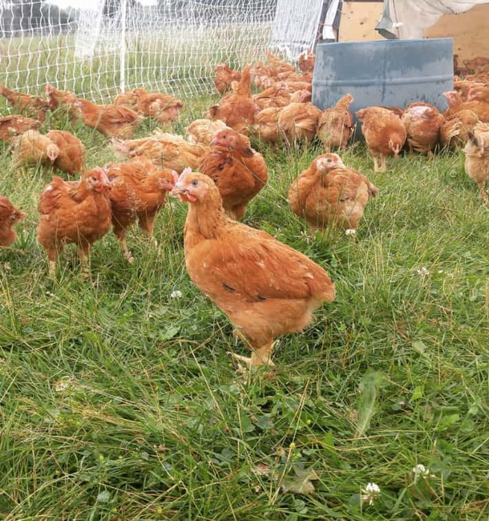 Dozens of hens in the grass