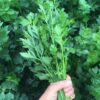 Young garlic plants, can be used like green onions, but with a garlicky flavour. Cutting Leaf Celery aka Amsterdam Young garlic plants, can be used like green onions, but with a garlicky flavour.