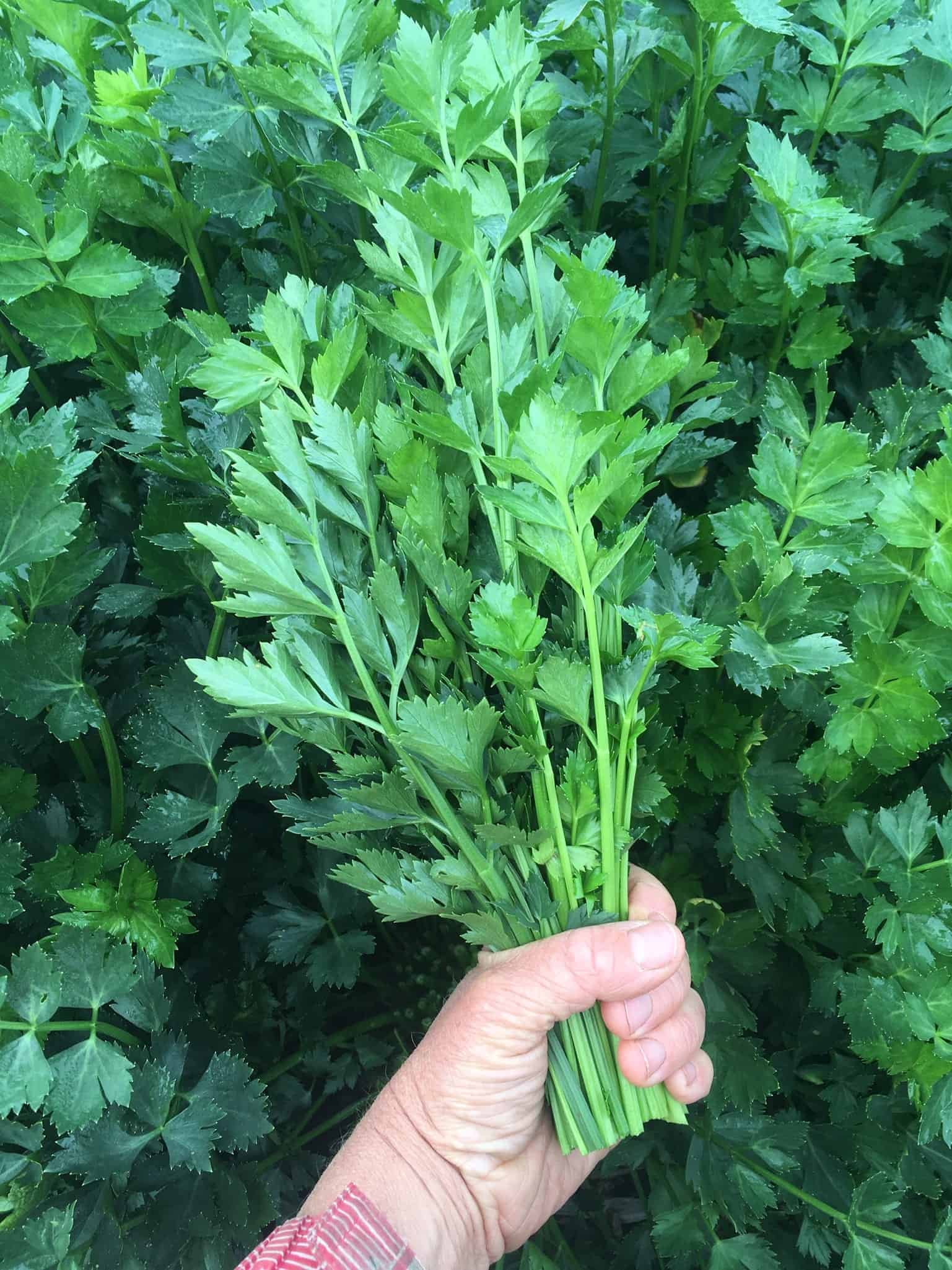 Leaf celery that can be used just like parsley but with a celery flavour. Cutting Leaf Celery aka Amsterdam Leaf celery that can be used just like parsley but with a celery flavour.