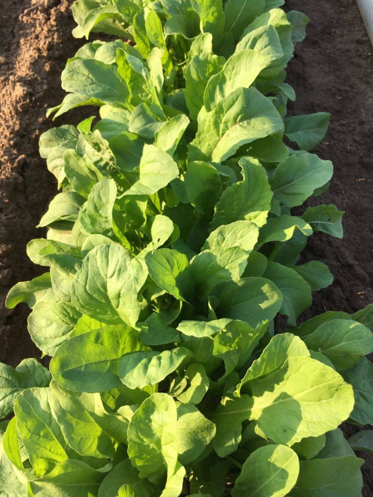 arugula