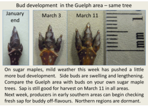 Bud-development-guelph-march-11-2016