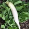 A spicy garlic that holds it's heat even when added to a stew or slow roast. Nice large cloves. Daikon Radish