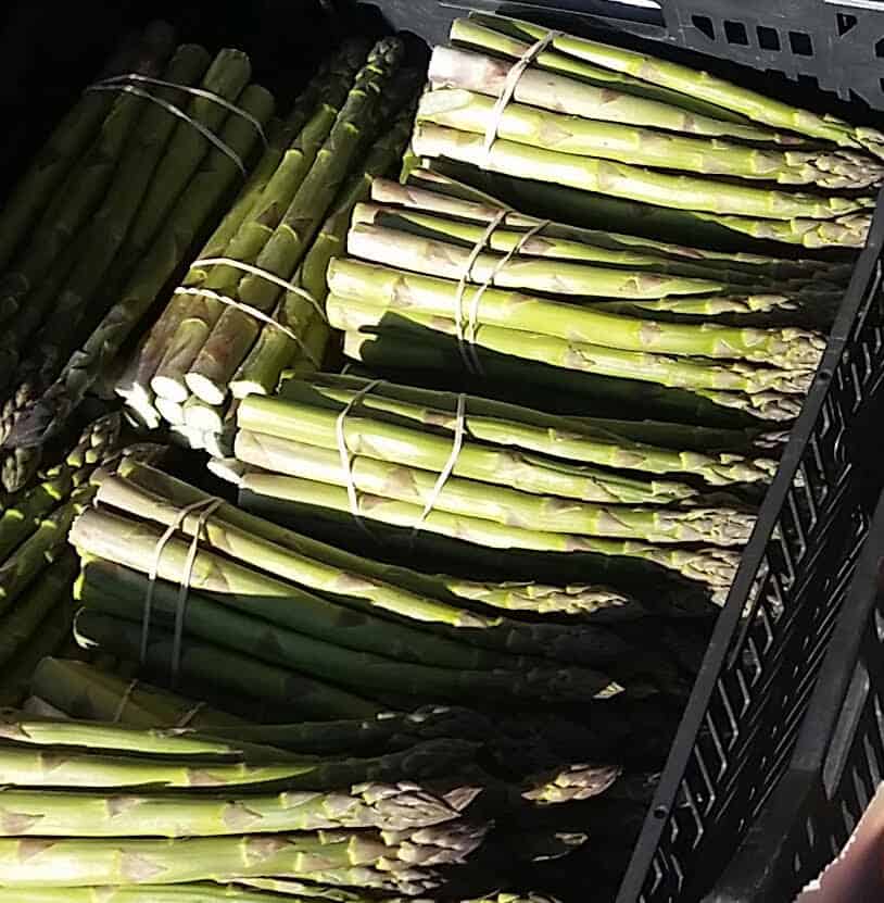 Bundles of asparagus in bright afternoon sun