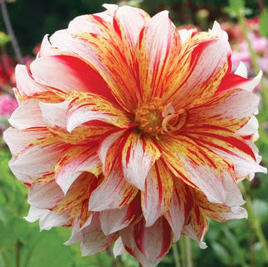 Pink, white, and yellow dahlia flower