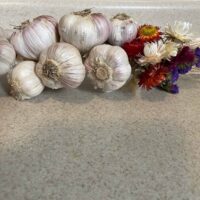 Garlic gift bunch