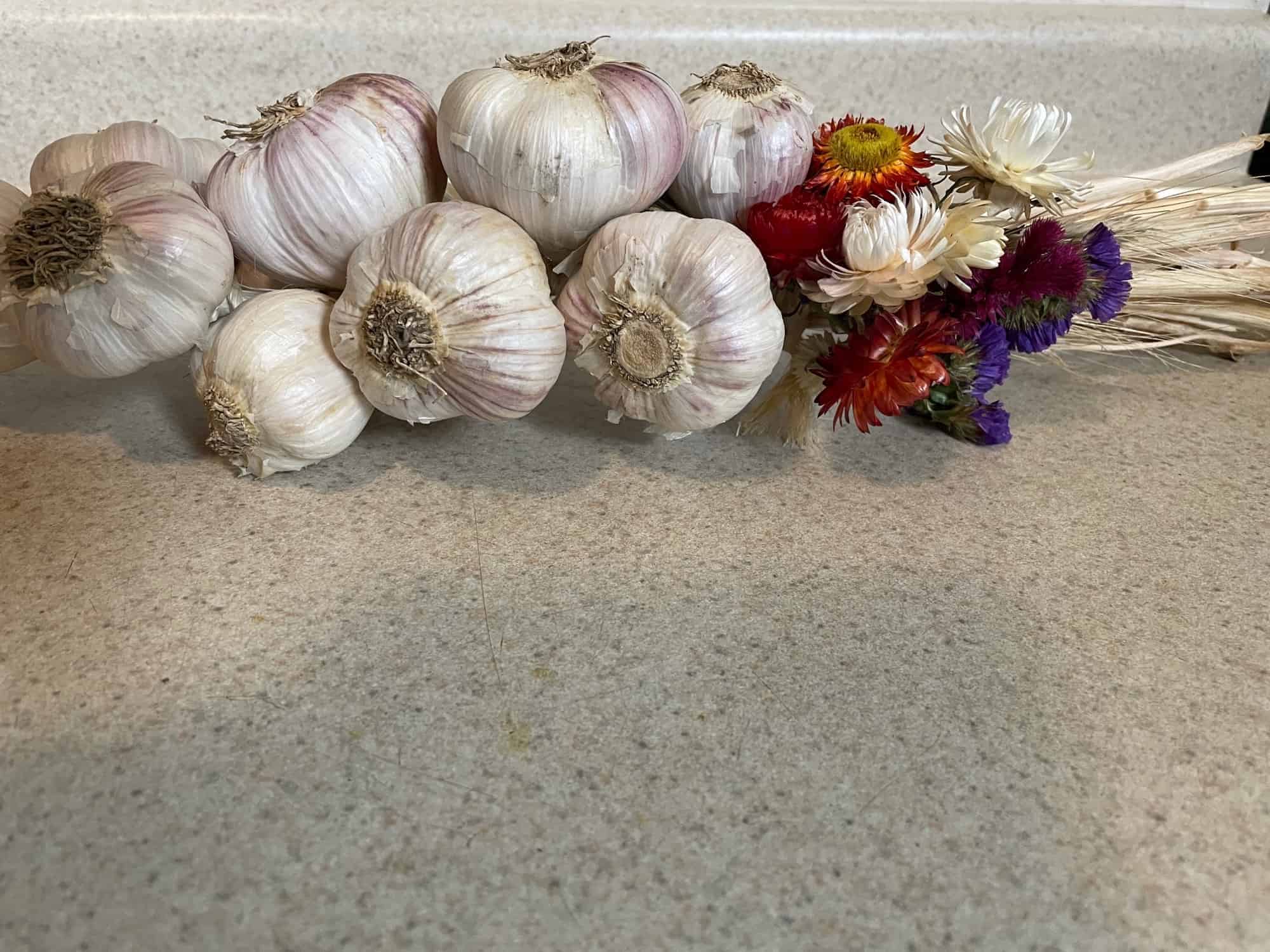 Garlic gift bunch