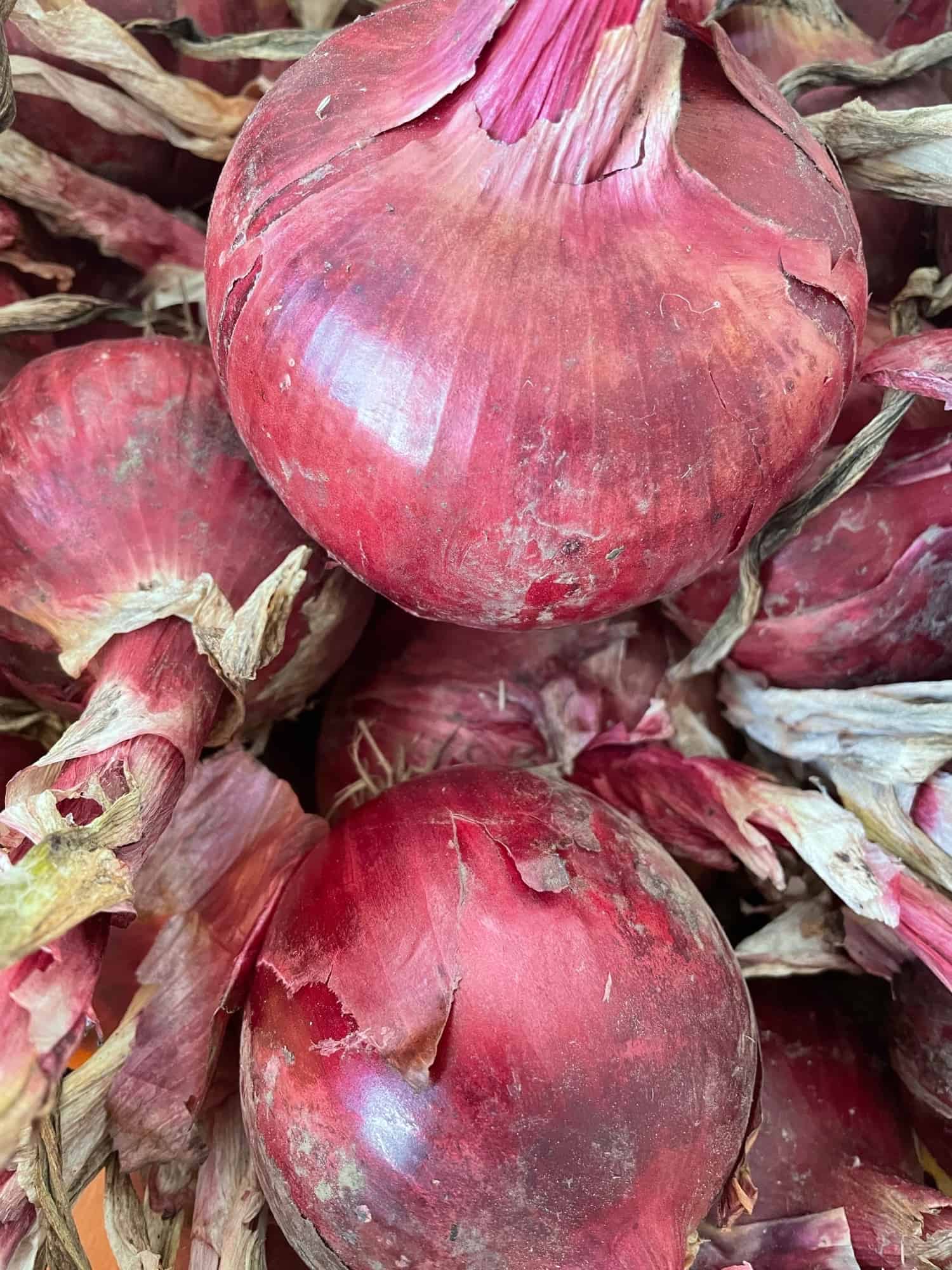 Sweet red Spanish onion, raw or cooked large red Spanish onion