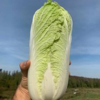 Napa Cabbage