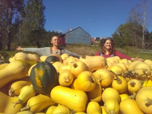Pawpaws, potatoes, and a 5,000 pound pile
