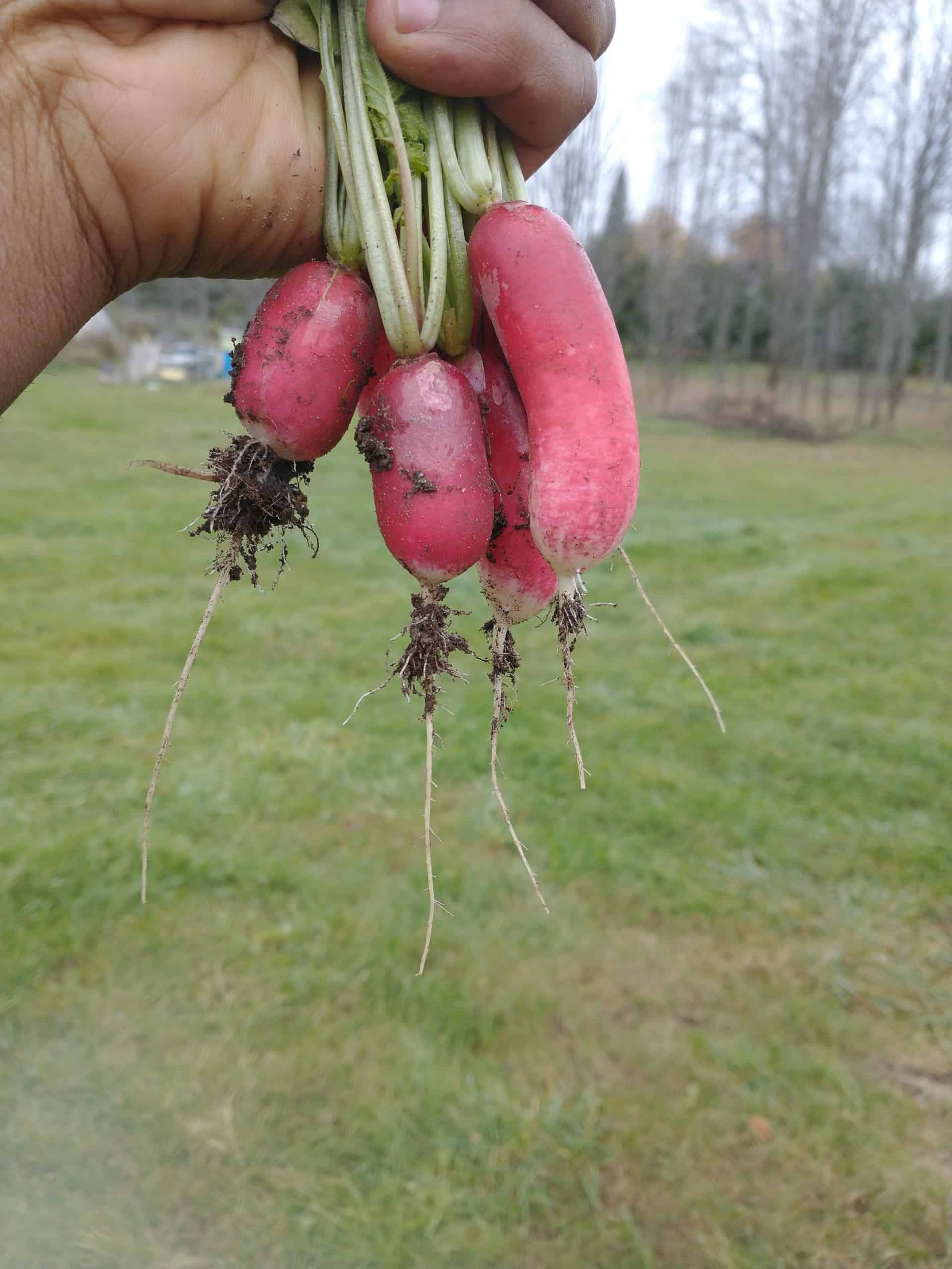 bunch Radish