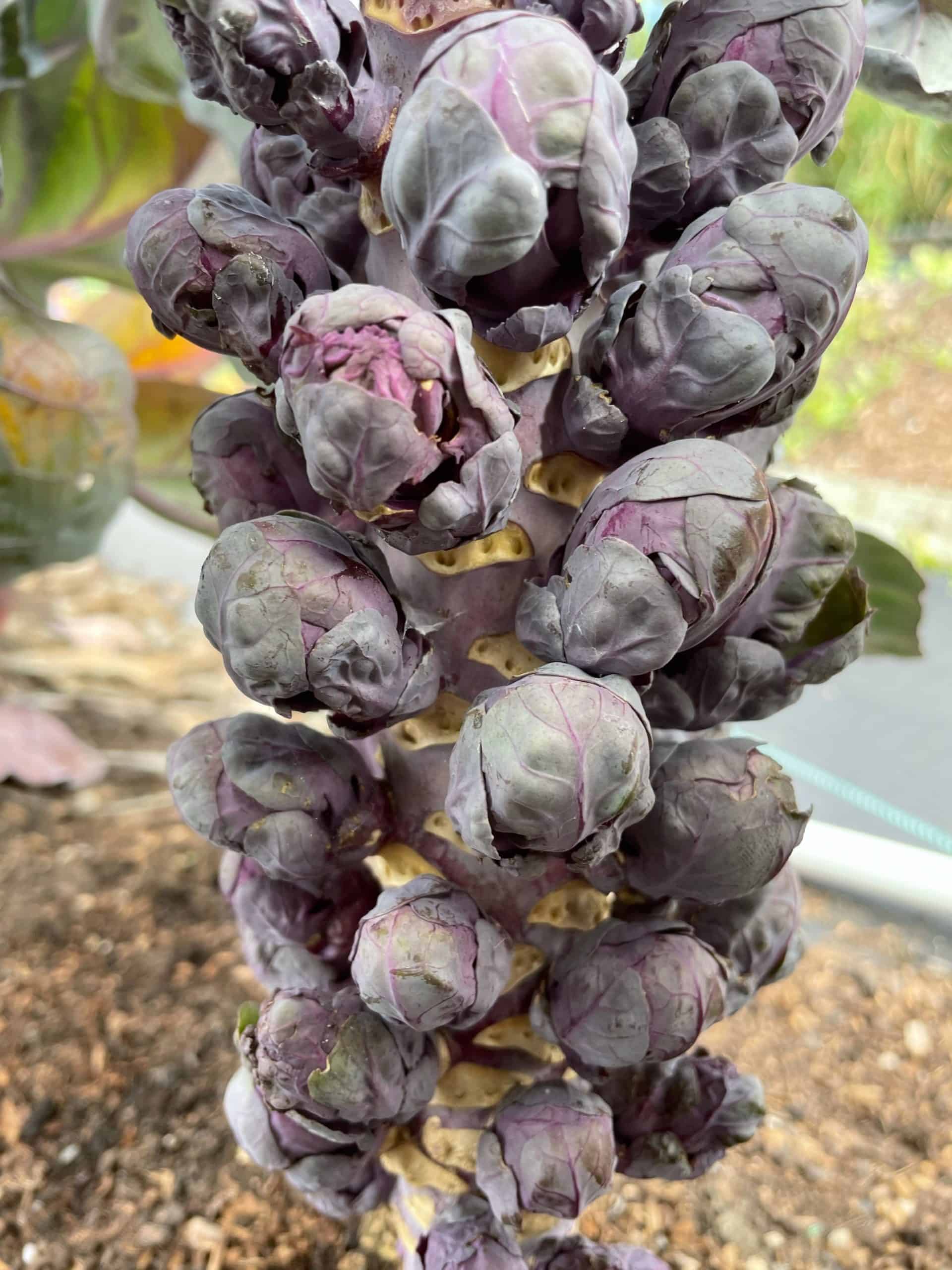 Red brussel sprout stalk