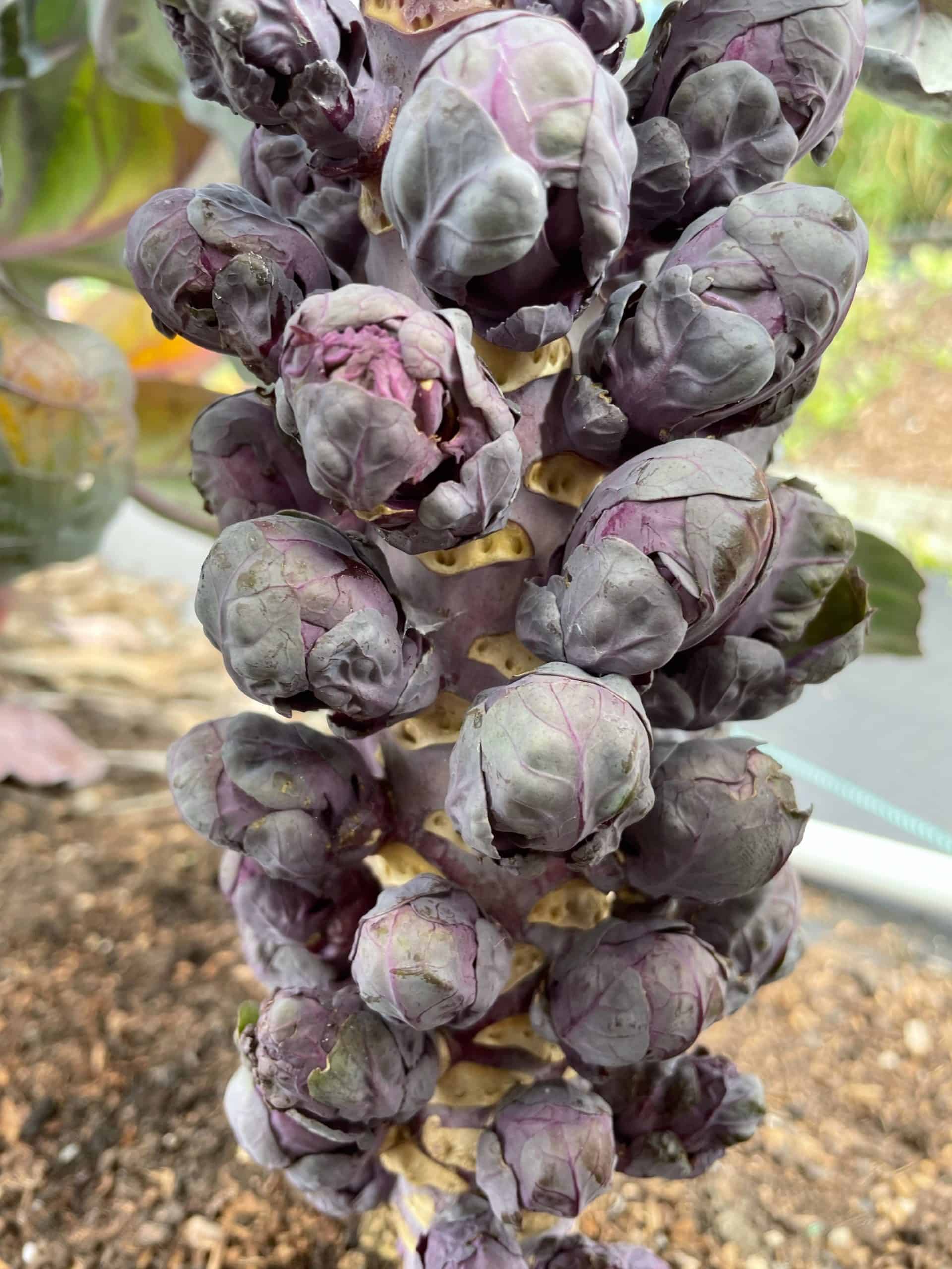 an entire stalk of red brussel sprouts Red Brussel sprout stalk