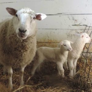 Best baa dairy ewes and lambs crop