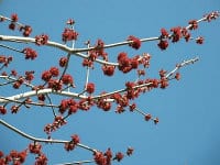 Red maple blossoms