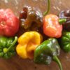Bunch Scotch Bonnet Peppers (8)
