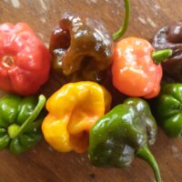 Scotch bonnet peppers (8)