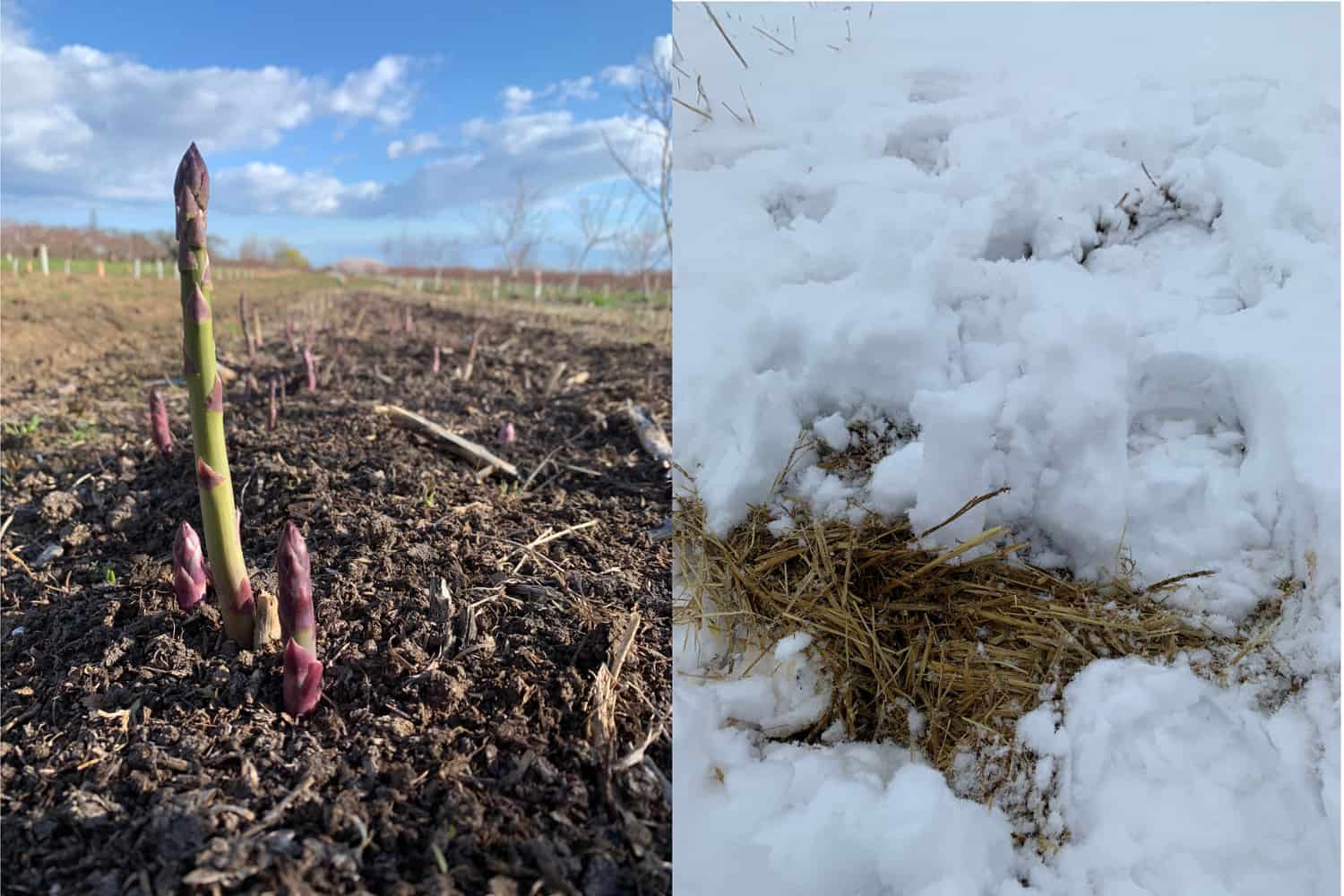Left picture shows a few short asparagus stalks sticking out of the earth and on sparcely clouded day. Right picture shows a few centimetres of snow on top of thick layers of straw on the ground