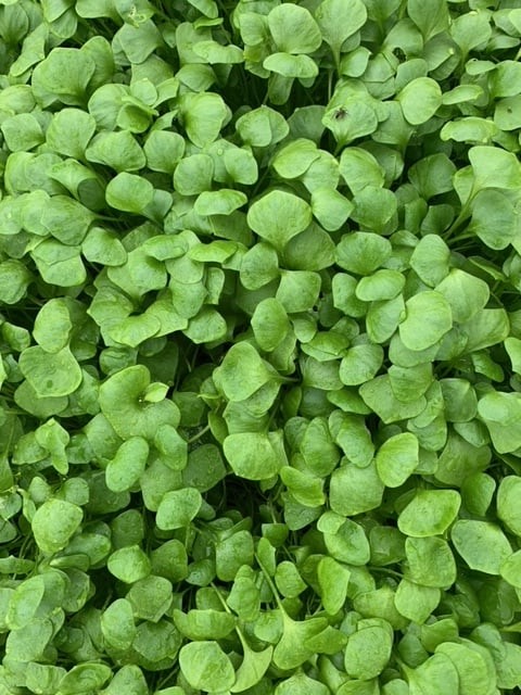 Claytonia miners lettuce rotated also called miner's lettuce. Small succulent tender greens have mild/earthy flavour. Said to be high in vitamin c.