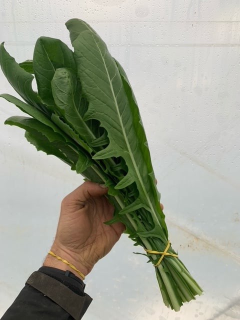 That perfectly balanced bitter and sweet fresh green you've been craving. One bunch. Dandelion rotated That perfectly balanced bitter and sweet fresh green you've been craving. One bunch.