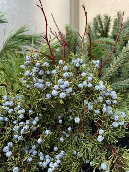 Greenery a mix of evergreen and red stalks to naturally spice up your indoor or outdoor