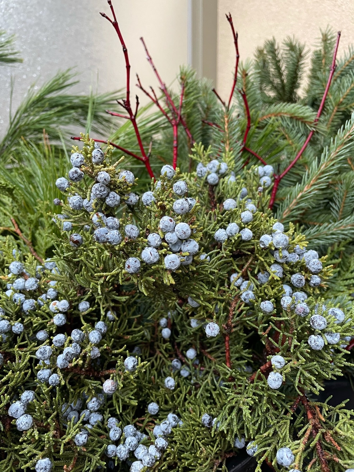 A mix of evergreen and red stalks to naturally spice up your indoor or outdoor Greenery A mix of evergreen and red stalks to naturally spice up your indoor or outdoor