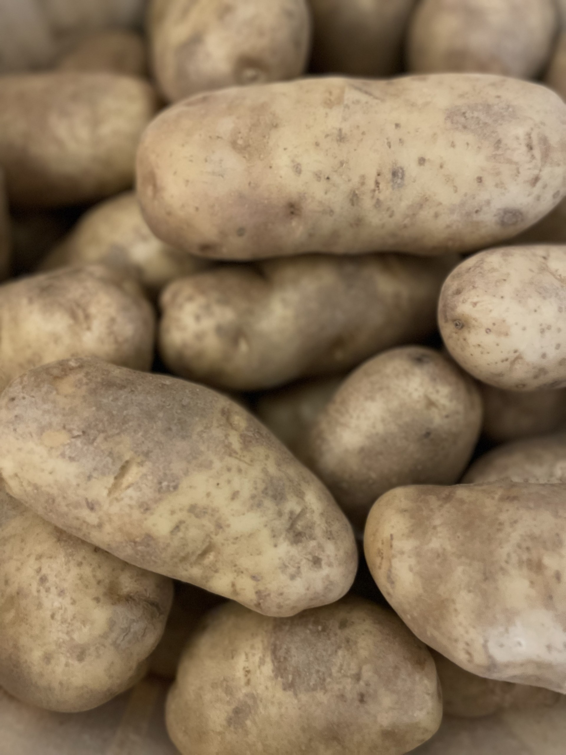 We saved the best for last an all purpose potato perfect size and taste for baking Large White Potatoes scaled We saved the best for last an all purpose potato perfect size and taste for baking