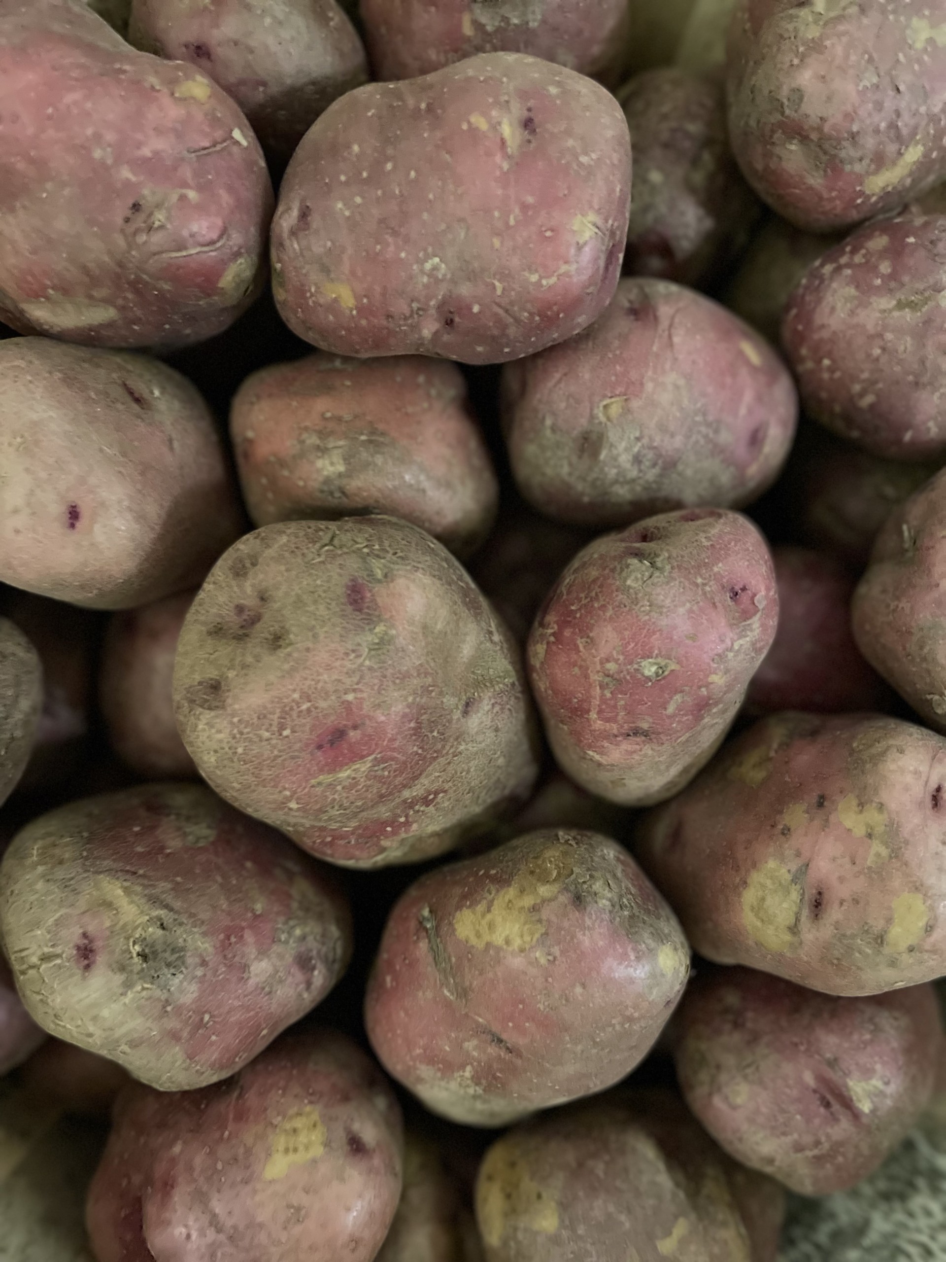 We saved the best for last an all purpose potato perfect size and taste for baking Red Potatoes scaled We saved the best for last an all purpose potato perfect size and taste for baking