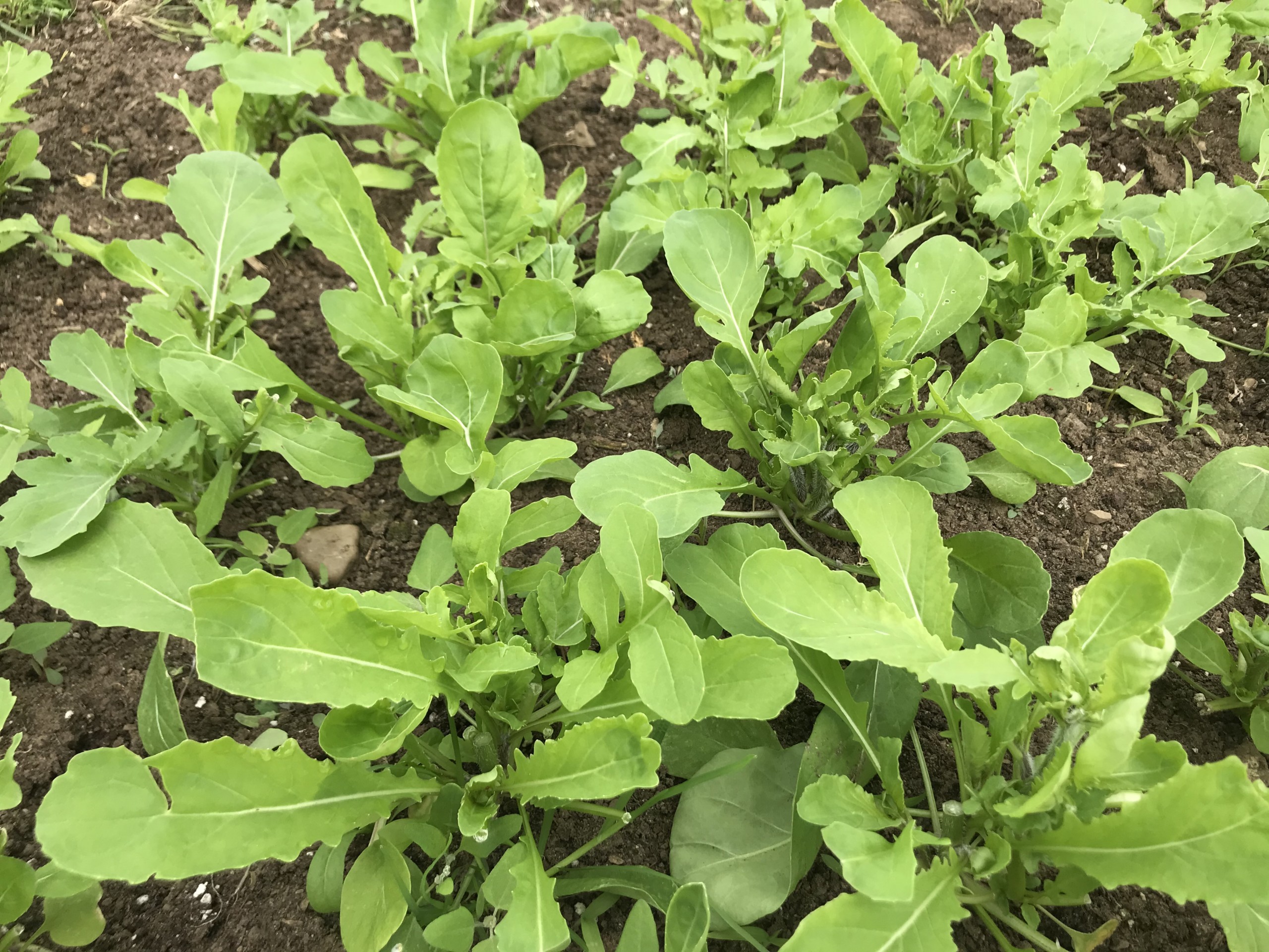 Certified Organic Arugula, 100g